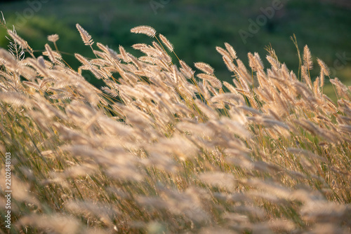 Golden foxtail grass and delicate seed heads illuminated by warm evening sunlight in a summer meadow. Soft backlighting creates a glowing, dreamy atmosphere with shallow depth of field