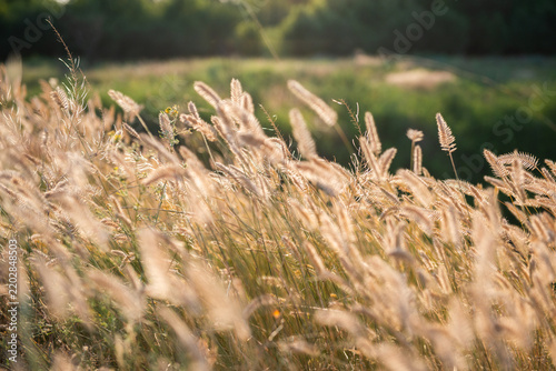 Golden foxtail grass and delicate seed heads illuminated by warm evening sunlight in a summer meadow. Soft backlighting creates a glowing, dreamy atmosphere with shallow depth of field