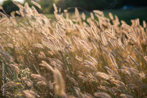 Golden foxtail grass and delicate seed heads illuminated by warm evening sunlight in a summer meadow. Soft backlighting creates a glowing, dreamy atmosphere with shallow depth of field
