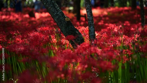 風に揺れる曼珠沙華と木漏れ日　（埼玉県日高市巾着田曼珠沙華公園）