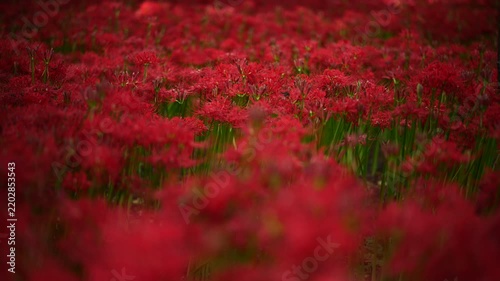 風に揺れる曼珠沙華と木漏れ日　（埼玉県日高市巾着田曼珠沙華公園）