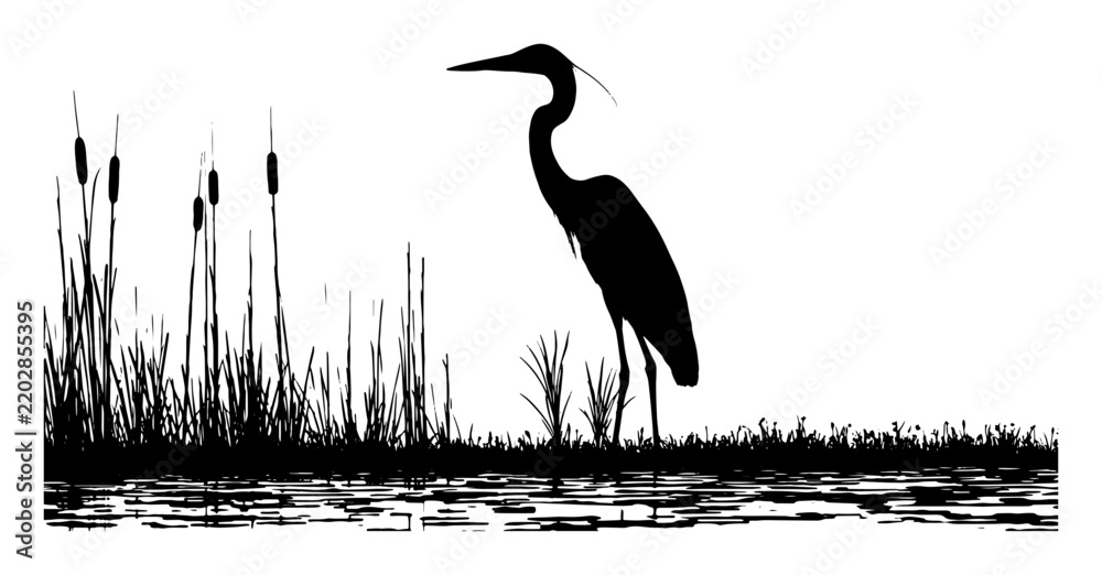Obraz premium Heron standing among wetland reeds