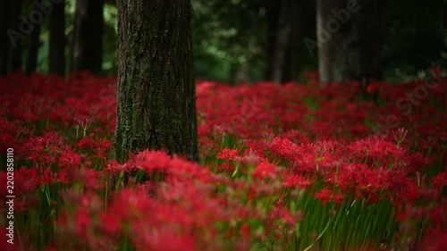 風に揺れる曼珠沙華と木漏れ日　（埼玉県日高市巾着田曼珠沙華公園）