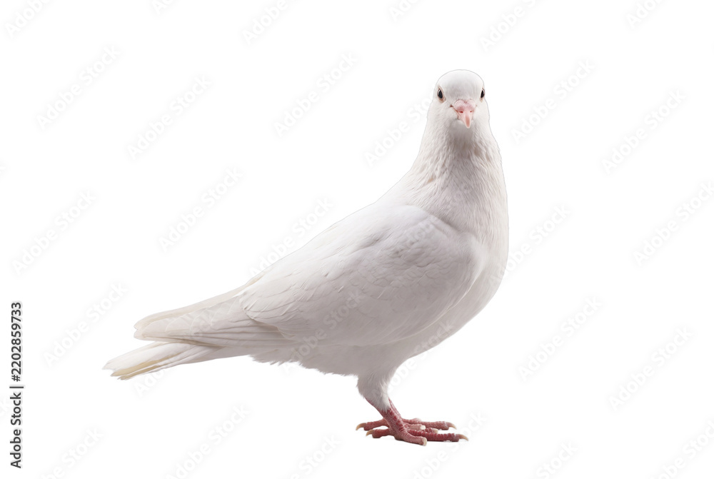 Obraz premium White dove standing, side view, isolated on transparent background (PNG)