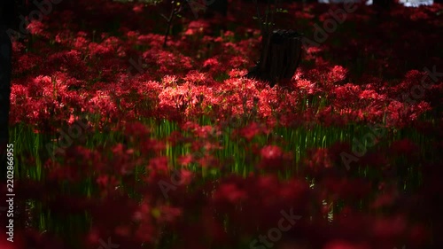 風に揺れる曼珠沙華と木漏れ日　（埼玉県日高市巾着田曼珠沙華公園）