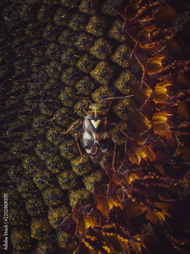 A Common Nettle Bug 'Liocoris tripustulatus' feeding on a sunflower