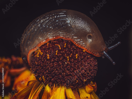 A small slug on top of a Helenium flower