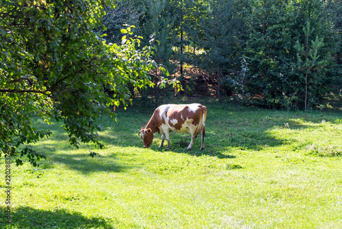 Agriculture. Cattle. Spotted brown and white cow grazes on bright green meadow, surrounded by leafy trees, dense woodland, and dappled sunlight in peaceful rural landscape with open grass