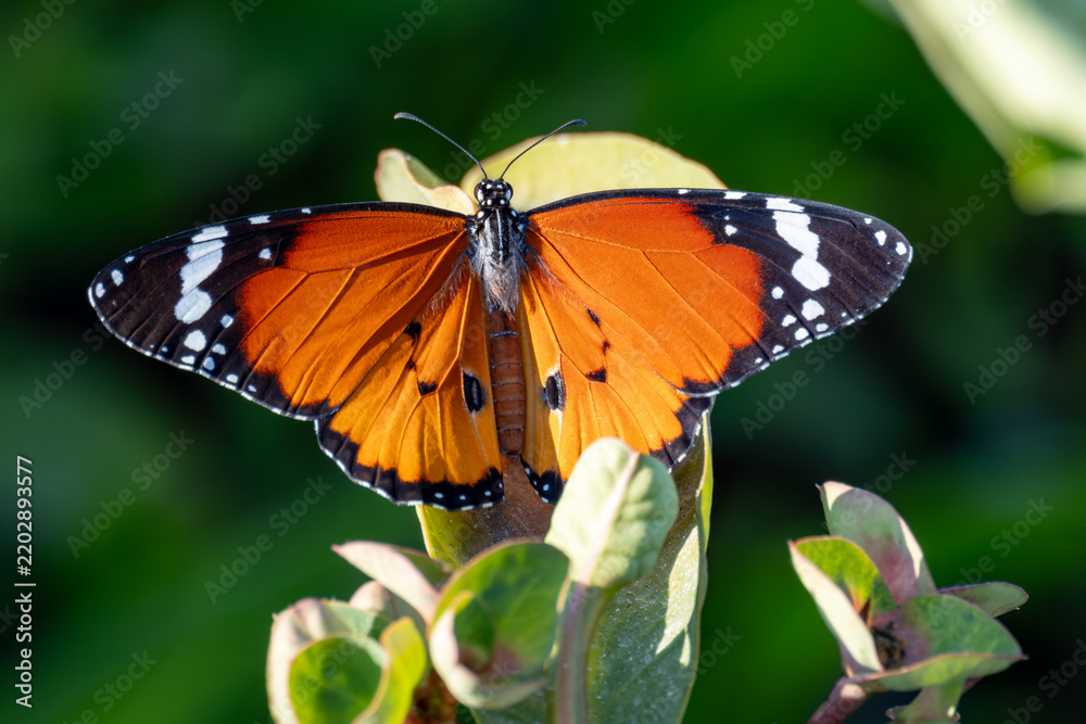 Fototapeta premium Plain tiger butterfly basking with wings spread