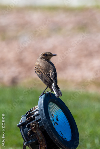 Obraz na plátně Black-eared wheatear perched on a garden floodlight