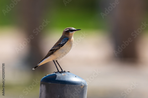 Obraz na plátně Northern wheatear perched on a metal bollard, Egypt