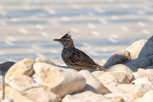 Konstfotografi Crested lark standing among pale limestone rocks