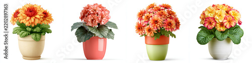 Blooming flower plant pot realistic single object colorful chrysanthemum arrangement on white background with foliage and ceramic container