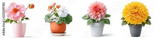 Pink flower plant pot, white flower plant pot, coral flower plant pot, yellow flower plant pot, isolated arrangement on white background