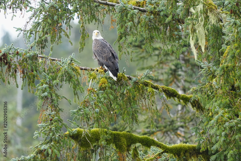 Obraz premium Bird perched among leafy branches