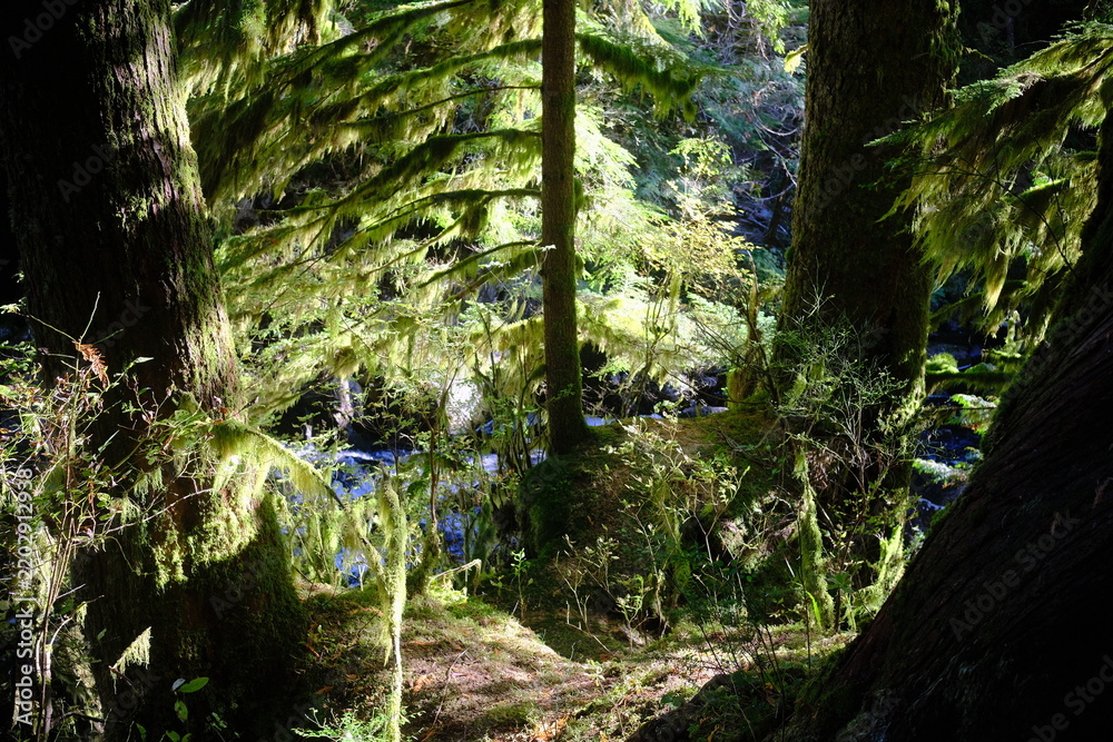 Obraz premium Moss-covered tree trunk in green forest