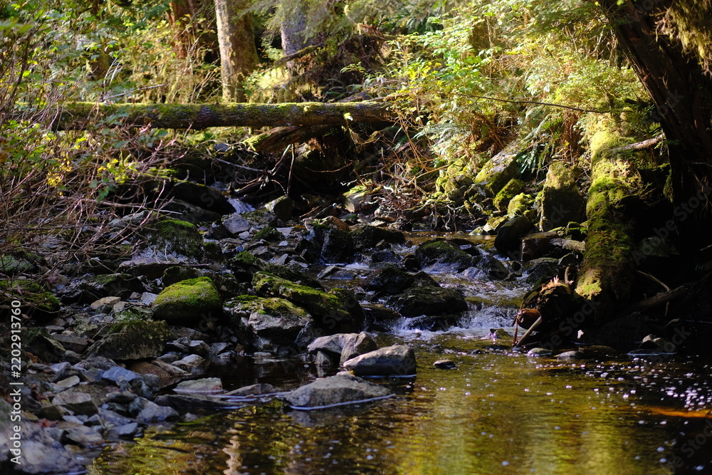 Obraz premium Forest creek flowing over mossy stones