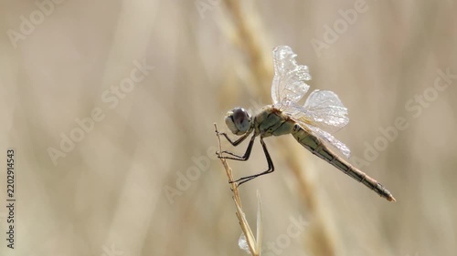 Macro shot of a dragonfly resting on a blade of grass
