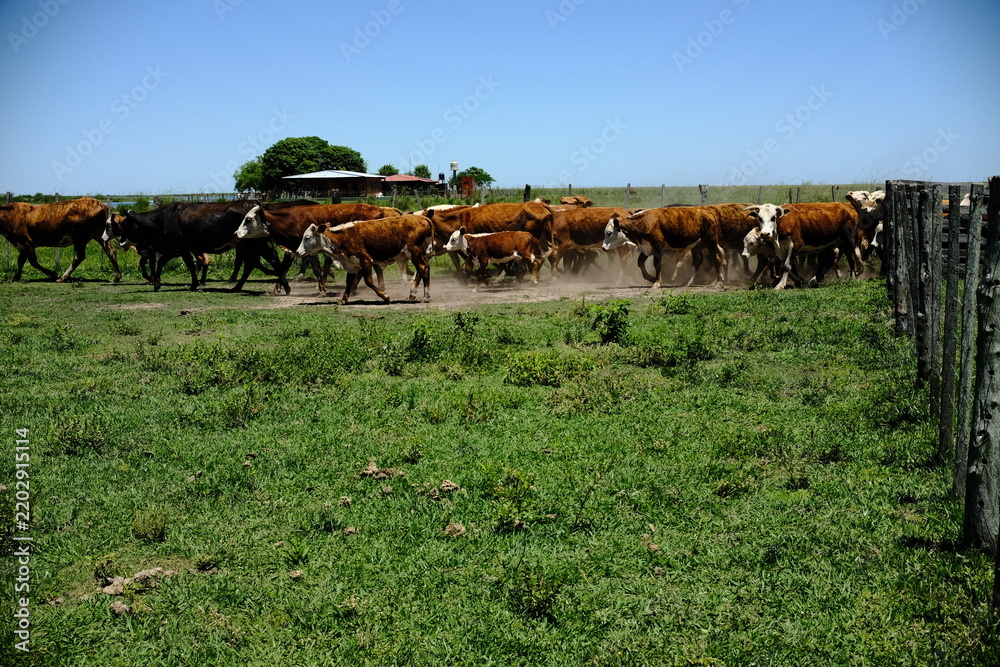 Obraz premium Cattle herd grazing beside a rural pasture fence
