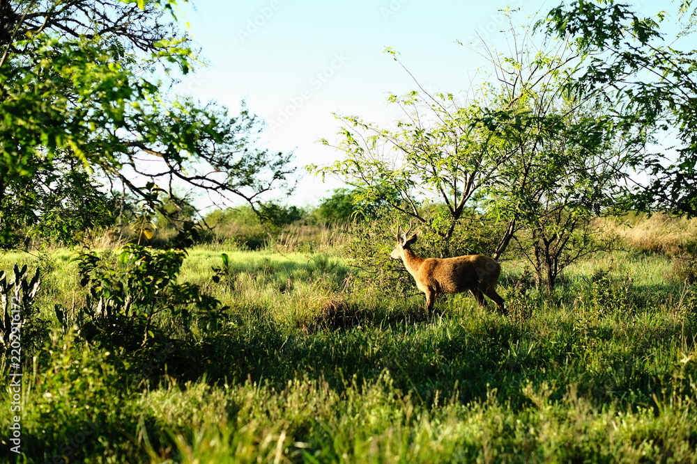 Obraz premium Close-up deer grazing in a green meadow