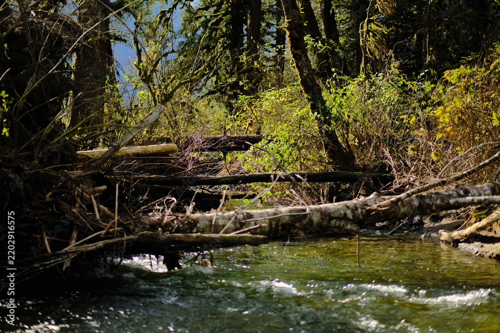 Obraz premium Moss-covered fallen log beside a forest stream