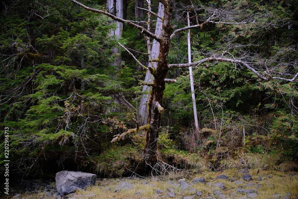 Obraz premium Evergreen forest with mossy ground and bare trunks