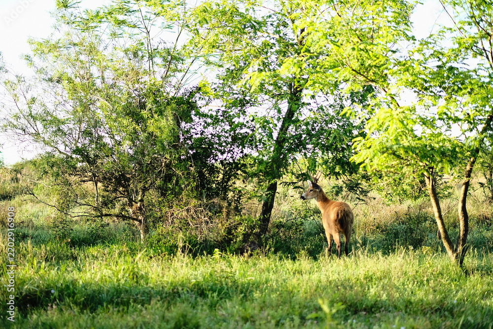 Obraz premium Deer grazing in a sunlit green meadow