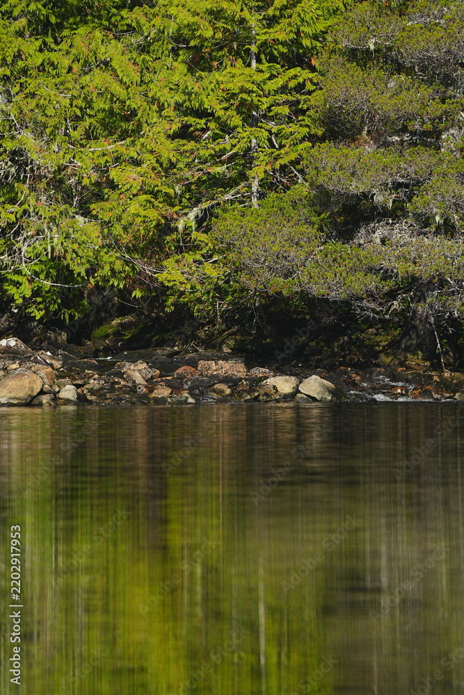 Obraz premium Bright green mossy forest bank beside calm water