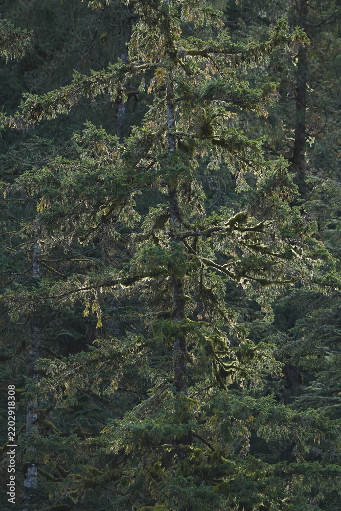Obraz premium Dense evergreen forest foliage and branches