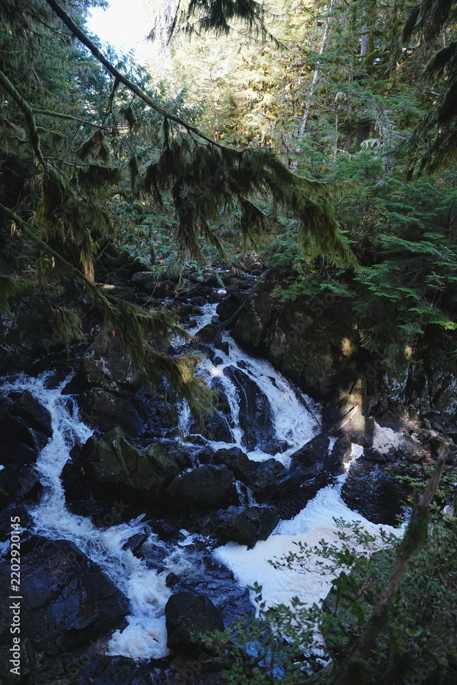 Obraz premium Whitewater stream beneath a sunlit forest canopy