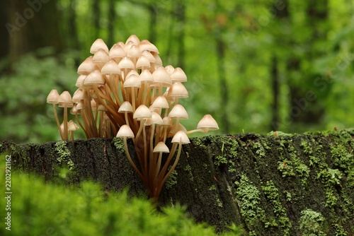 Mushrooms growing on a tree trunk in the forest
