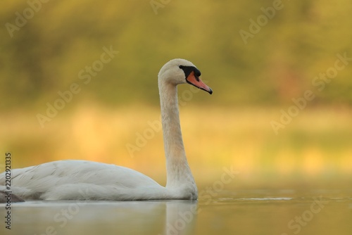 Swans on the lake at sunrise. Poland.