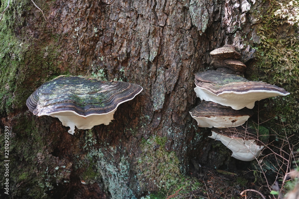 Obraz premium Shelf fungi growing on a tree trunk
