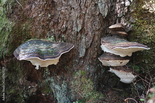 Quadro su tela Shelf fungi growing on a tree trunk