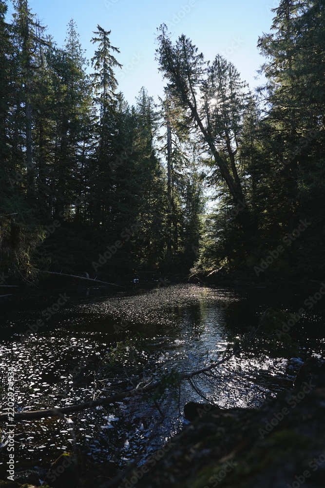 Obraz premium Sunlit forest of tall trees with a bright woodland opening
