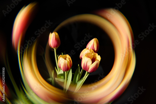 Farbige Tulpen, umgeben von einem abstrakten kreisförmigen Lichteffekt vor schwarzem Hintergrund. Kreatives florales Stillleben mit dynamischer Bewegung, intensiven Farben und kunstvoller Lichtmalerei