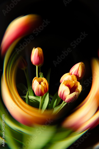 Farbige Tulpen, umgeben von einem abstrakten kreisförmigen Lichteffekt vor schwarzem Hintergrund. Kreatives florales Stillleben mit dynamischer Bewegung, intensiven Farben und kunstvoller Lichtmalerei