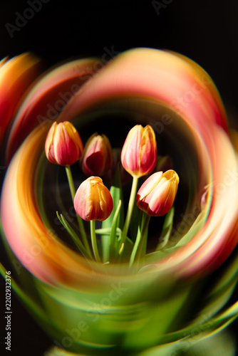 Farbige Tulpen, umgeben von einem abstrakten kreisförmigen Lichteffekt vor schwarzem Hintergrund. Kreatives florales Stillleben mit dynamischer Bewegung, intensiven Farben und kunstvoller Lichtmalerei