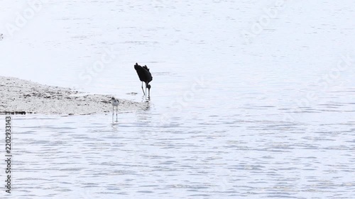 Glossy ibis searching for food in the tagus river estuary