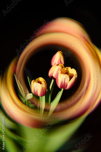 Farbige Tulpen, umgeben von einem abstrakten kreisförmigen Lichteffekt vor schwarzem Hintergrund. Kreatives florales Stillleben mit dynamischer Bewegung, intensiven Farben und kunstvoller Lichtmalerei