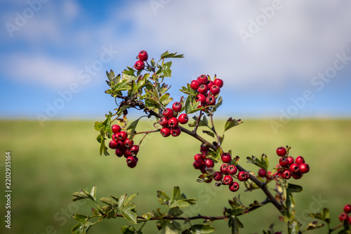 Fotografía The red berries on a common hawthorn bush in   autumn, with a shallow depth of f