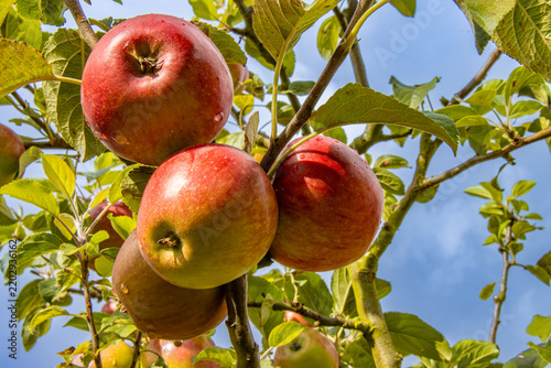 Äpfel