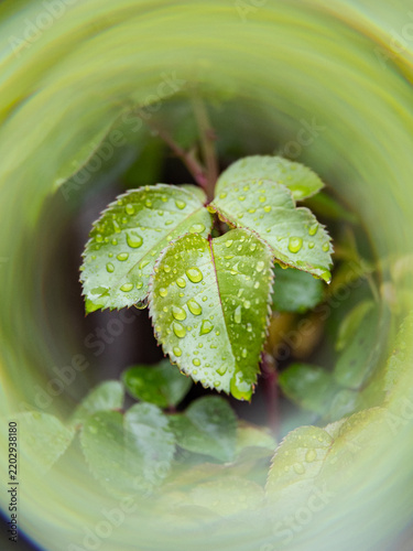 Frische grüne Blätter mit Wassertropfen, umgeben von einem weichen kreisförmigen Unschärfeeffekt.