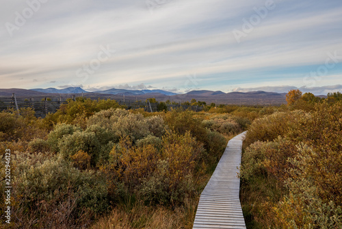 Boardwalk Through Fokstumyra Nature Reserve in Dovrefjell, Norway