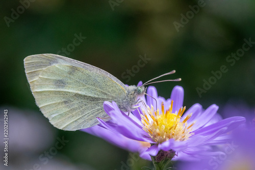 Close-up image of a Small White Butterfly (Pieris rapae) on Symphyotrichum