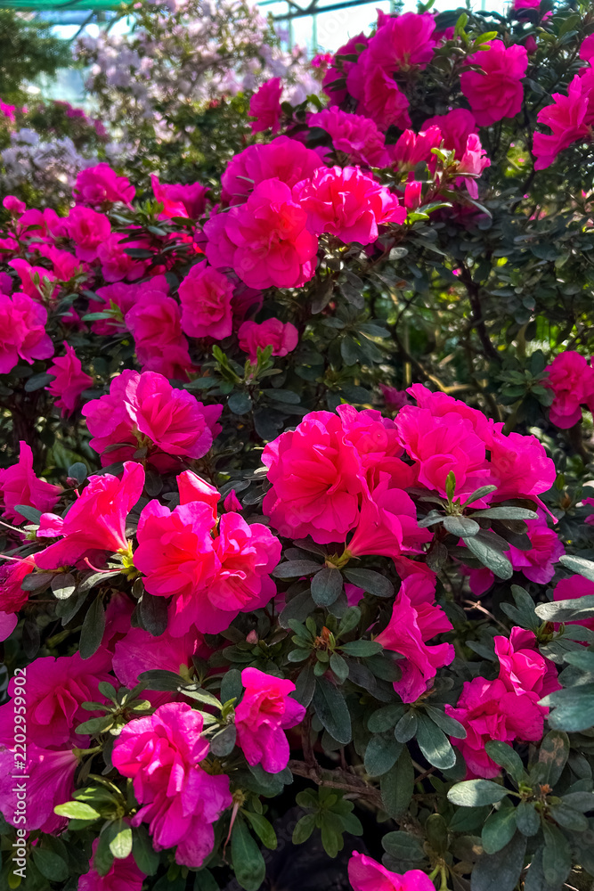 Fototapeta premium Pink azalea flowers blooming in a garden setting with green leaves in the background