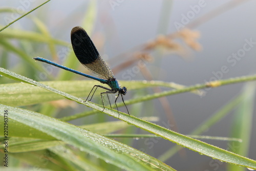 Close-up of a banded demoiselle on a dewy reed