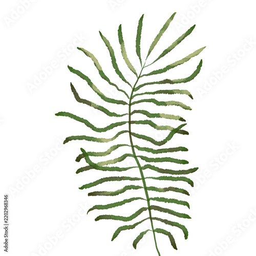 Watercolor green fern frond branch isolated on transparent background