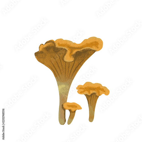 Watercolor chanterelle mushrooms group isolated on transparent background