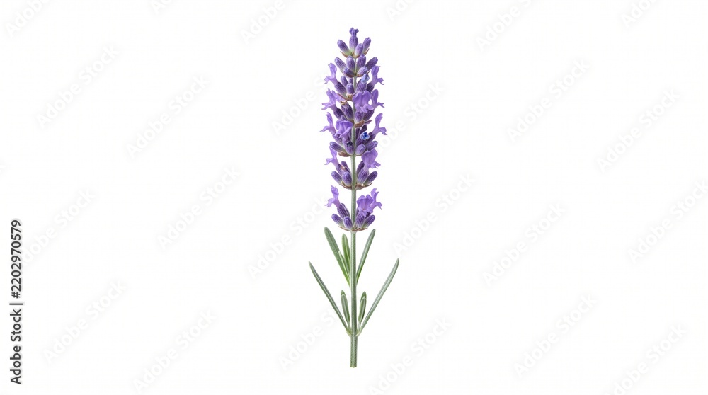 Obraz premium Purple Lavender Flowers on Green Stem Isolated on White Background